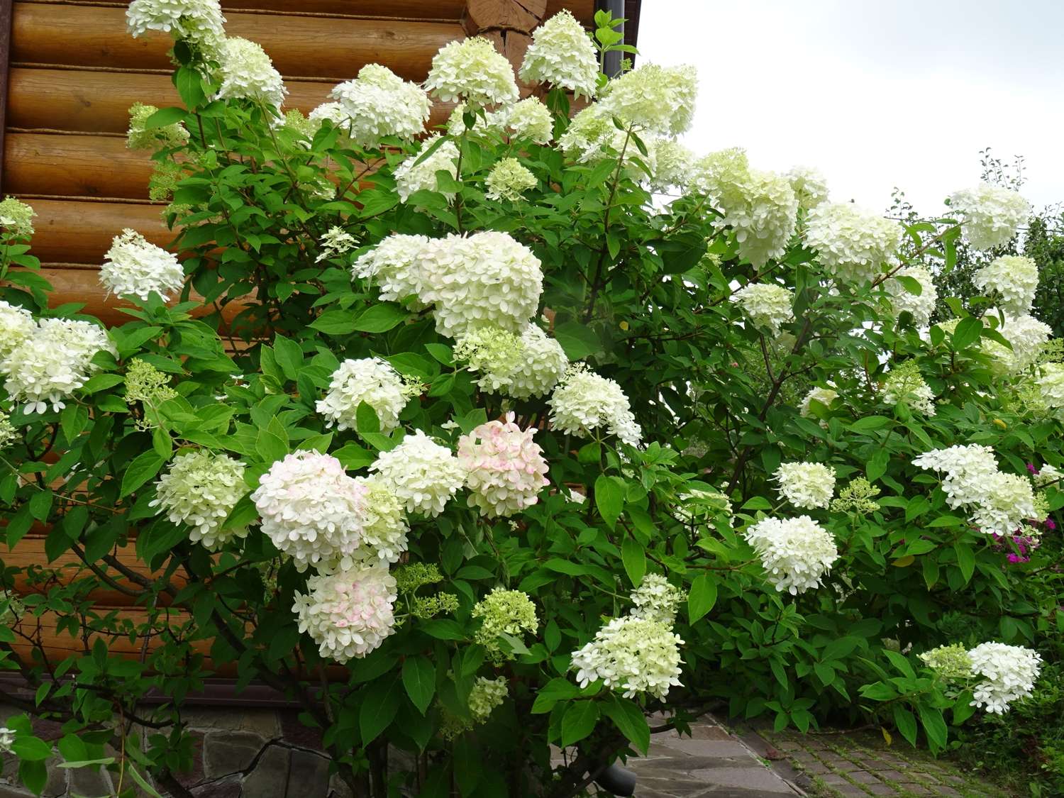 Hortensie ‘Polar Bear’